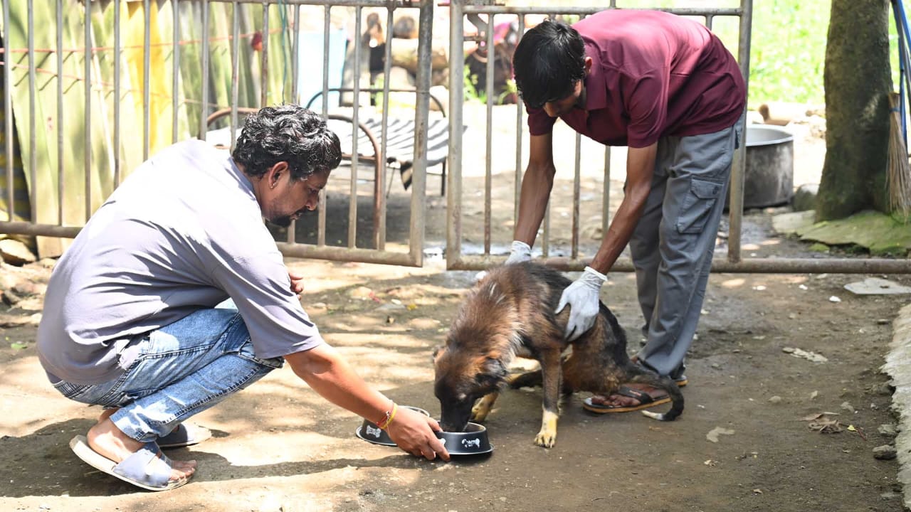 Stray Dogs 4