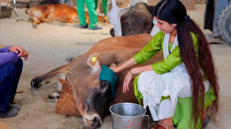 Cow Care Campaign