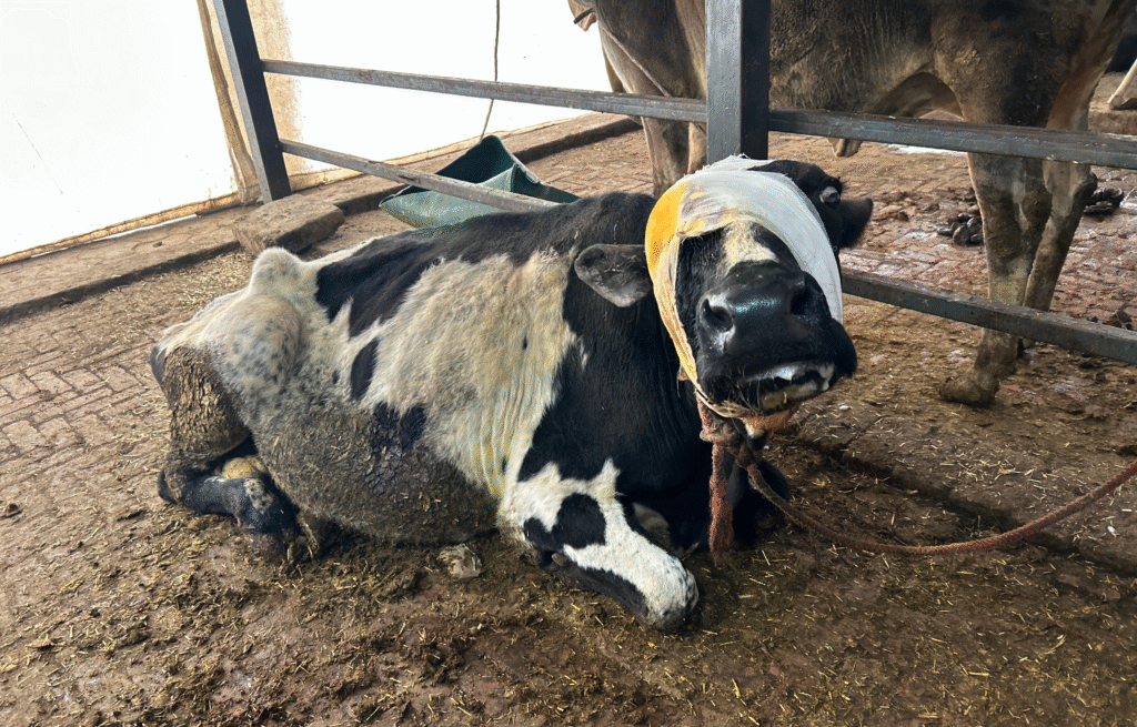 Cow Feeding Initiative
