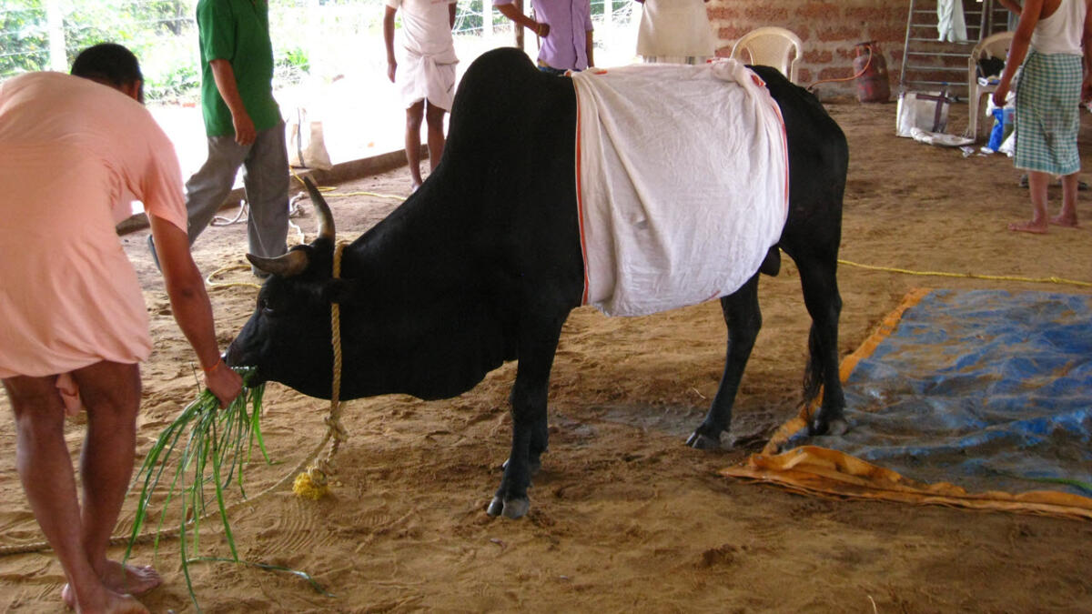 Gau Seva Program