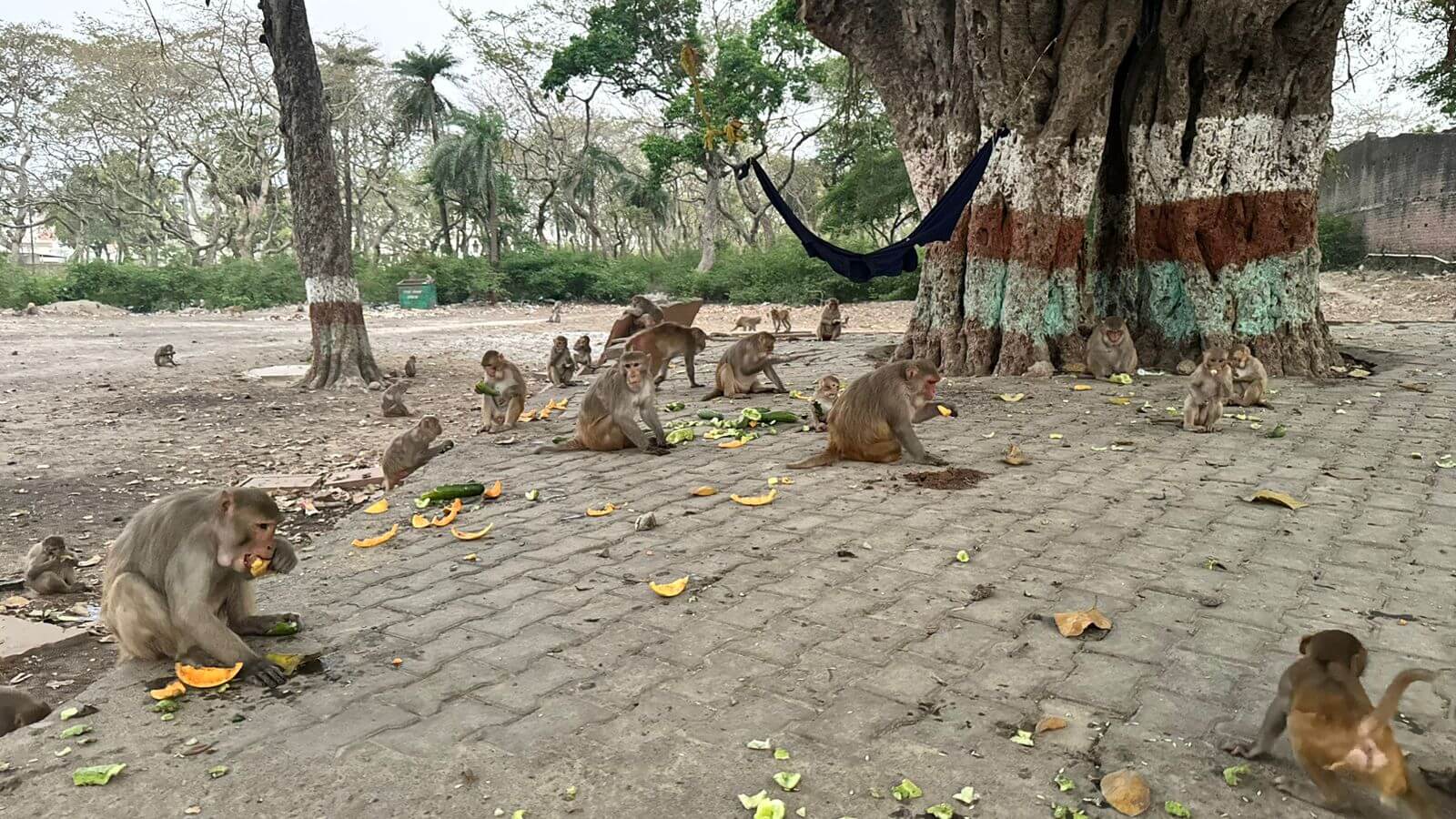 Monkey Rescue Initiative